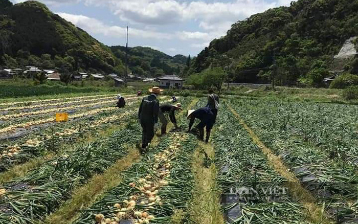 xuất khẩu lao động Hàn Quốc  