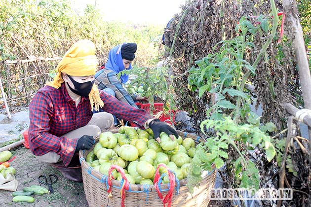 Sơn La: Trồng cà chua giống cổ, đẻ nhiều múi, nhìn xấu xấu vậy mà tranh nhau mua - Ảnh 1.