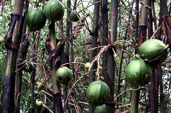 Loại quả trên cây quen thuộc ở mỗi làng quê được cho là trăm năm mới kết trái, báo hiệu thảm hoạ - Ảnh 6.