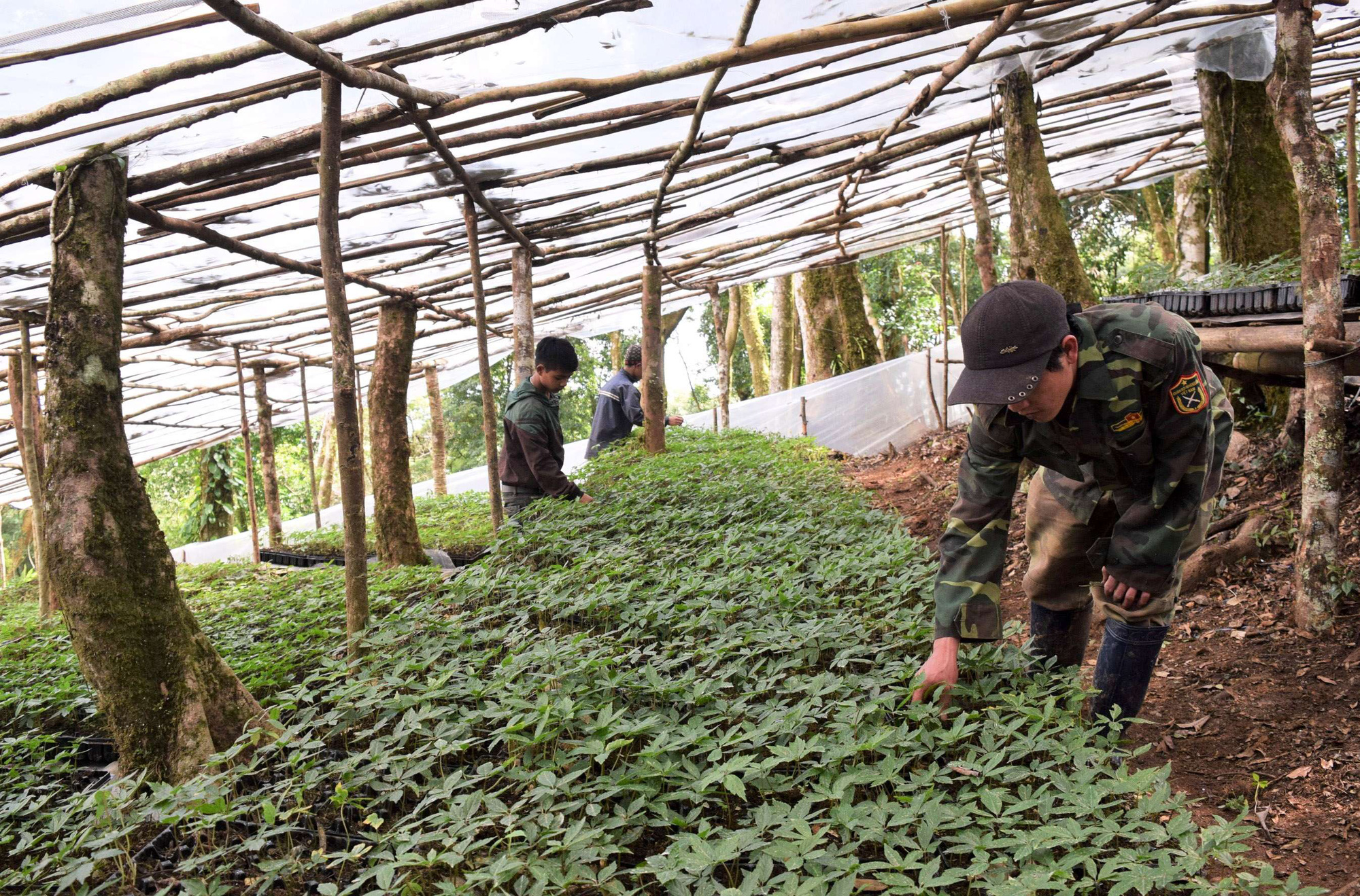 Kon Tum đặt mục tiêu trồng mới 500ha loài cây &quot;quốc bảo&quot;, giao cho doanh nghiệp trồng 482ha - Ảnh 1.