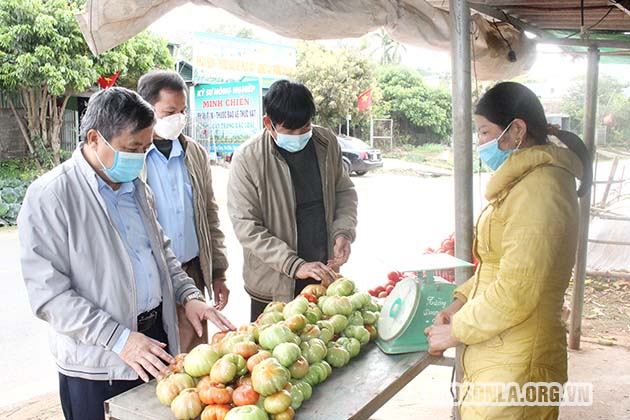 Sơn La: Trồng cà chua giống cổ, đẻ nhiều múi, nhìn xấu xấu vậy mà tranh nhau mua - Ảnh 4.