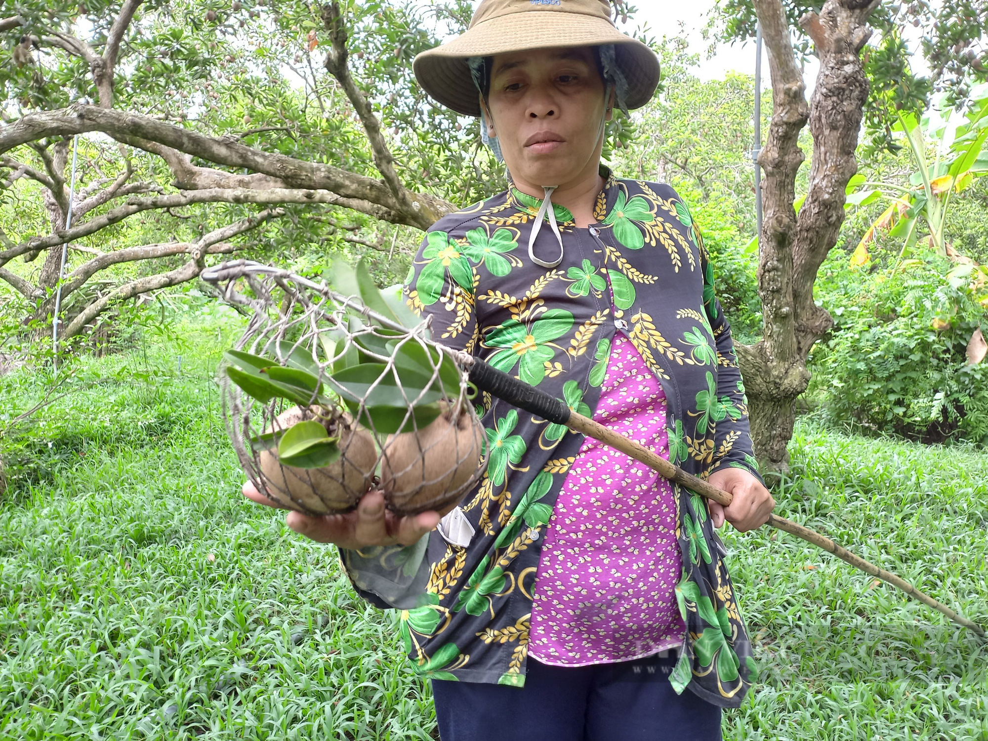 Tiền Giang: Bỏ “hạt ngọc trời”,  trồng đặc sản cho trái bự chảng, anh nông dân xây biệt phủ vườn - Ảnh 5.