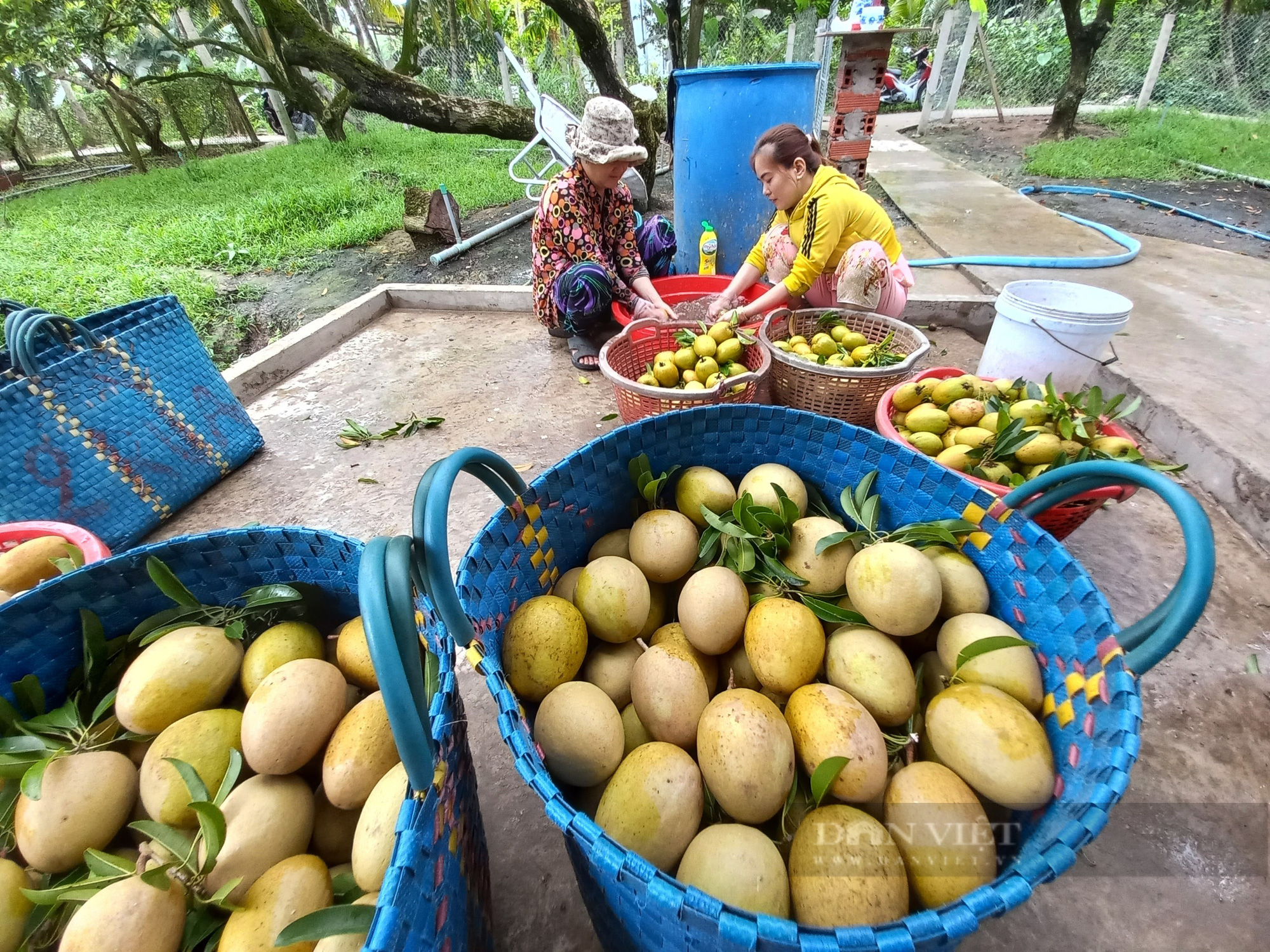 Tiền Giang: Bỏ “hạt ngọc trời”,  trồng đặc sản cho trái bự chảng, anh nông dân xây biệt phủ vườn - Ảnh 6.