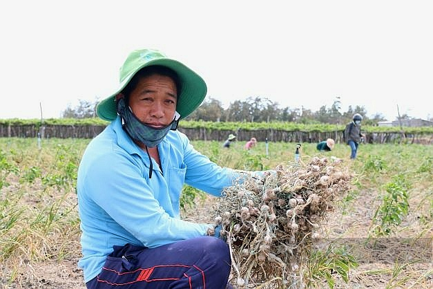 Ninh Thuận: Người trồng tỏi điêu đứng vì mất mùa, nhiều nông hộ gần như mất trắng - Ảnh 1.