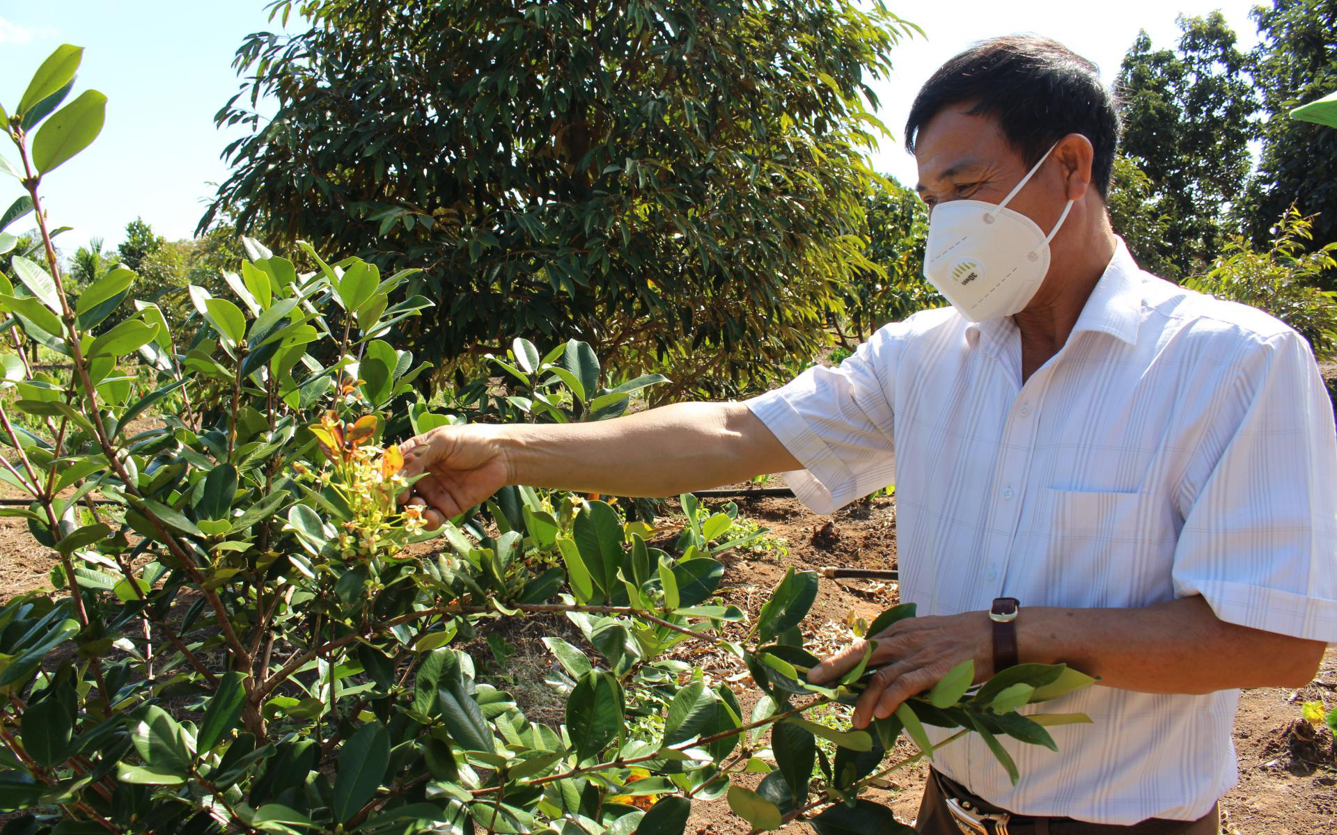 Một ông tỷ phú nông dân Đắk Lắk trồng loài cây lạ, "mới toanh", trái bán đắt như vàng, khiến cả làng muốn xem