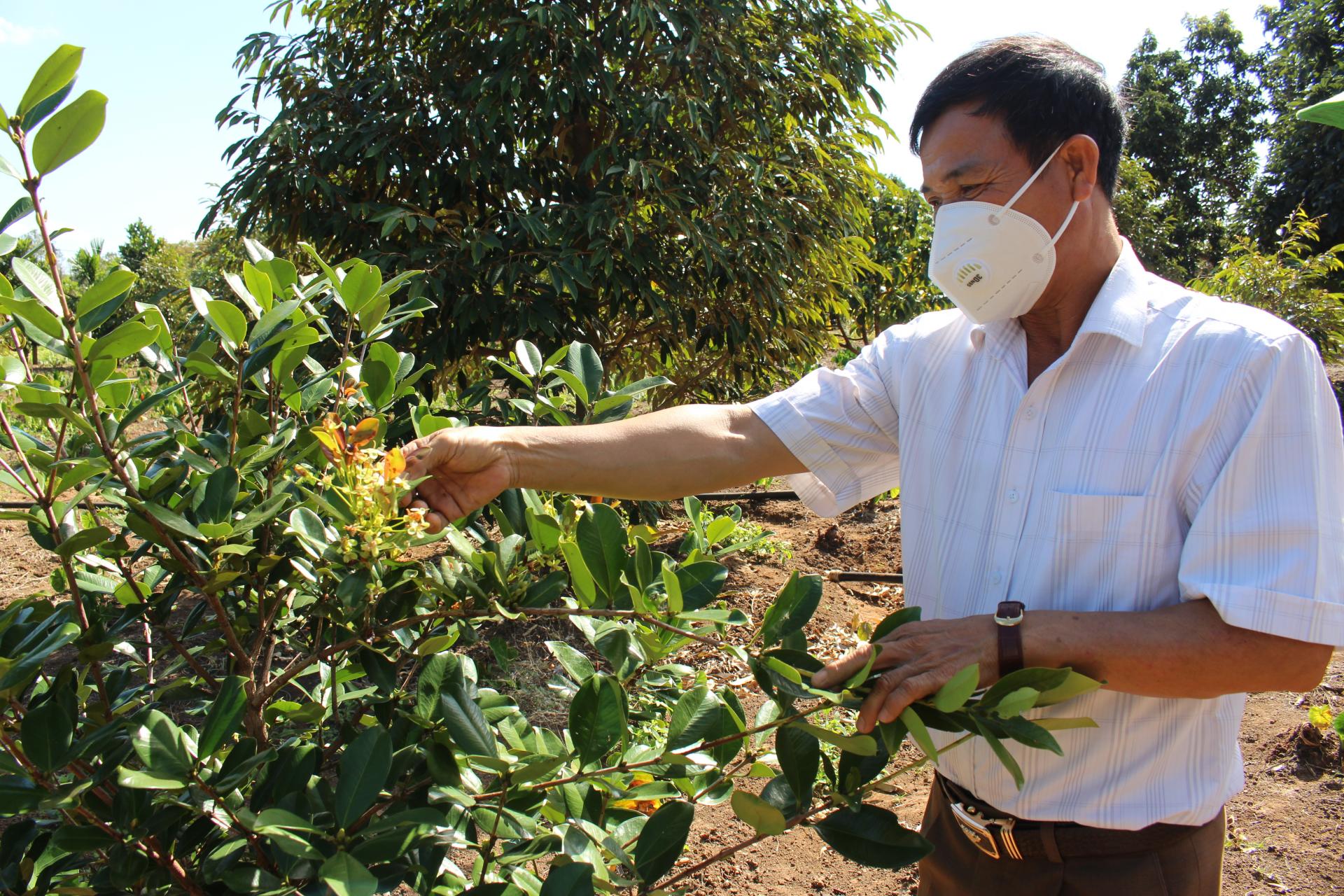 Một ông tỷ phú nông dân Đắk Lắk trồng loài cây lạ, &quot;mới toanh&quot;, trái bán đắt như vàng, khiến cả làng muốn xem - Ảnh 1.