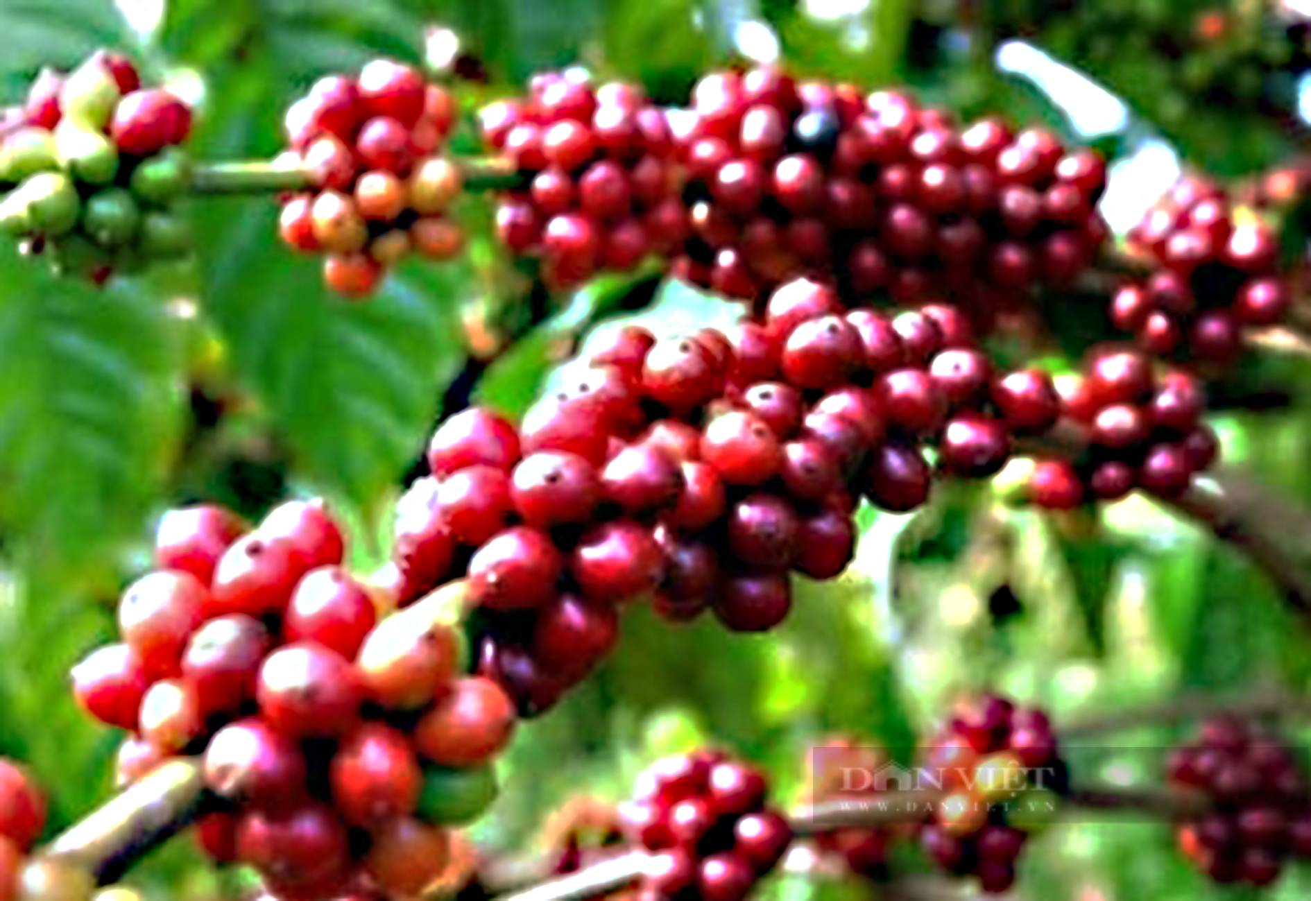 Giá cà phê nhâ xô Đắk Lắk về mốc 41.000 đồng/kg, cách nào điều trị bệnh nấm hồng cho cà phê? - Ảnh 1.
