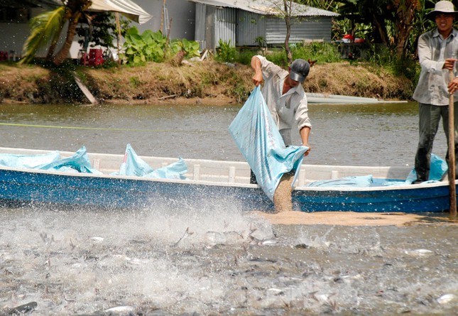 Giá cá tra tăng cao: Vui thôi đừng vui quá - Ảnh 2.