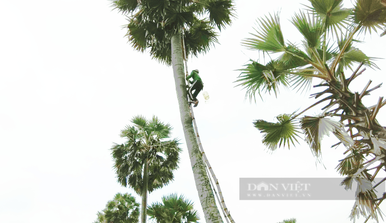 Chuyện lạ ở miền Tây, người dân phải trèo cây cao đến 20 mét để lấy nước giải khát - Ảnh 2.