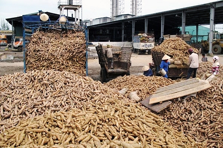 Thái Lan thông báo tăng giá sàn xuất khẩu tinh bột sắn, sắn Việt Nam vẫn 'khó cửa' vào Trung Quốc - Ảnh 2.