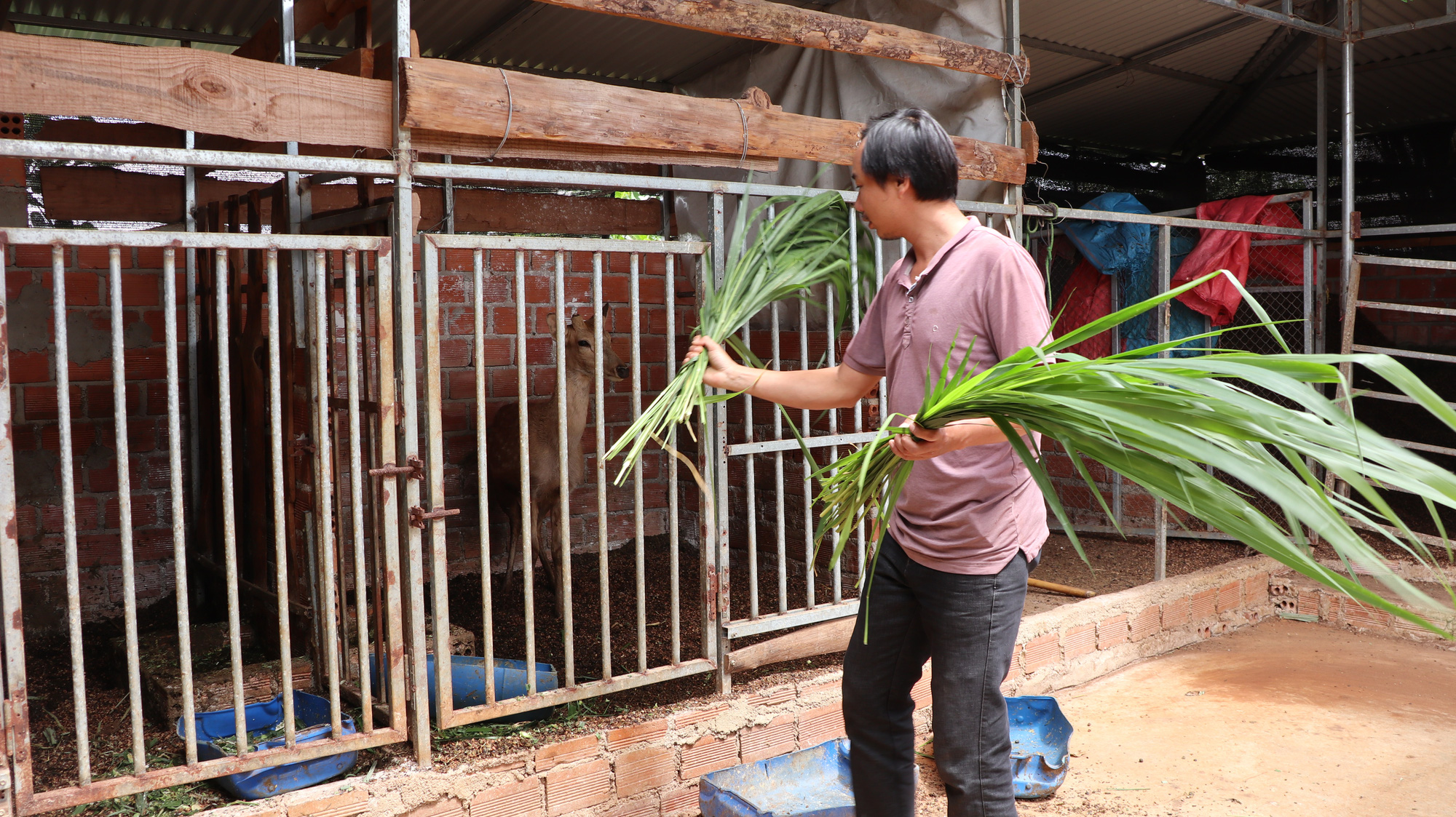 Bỏ nghề “gõ đầu trẻ”, thầy giáo dạy âm nhạc liên kết người dân nuôi hươu, doanh thu 80 tỷ/năm - Ảnh 5.