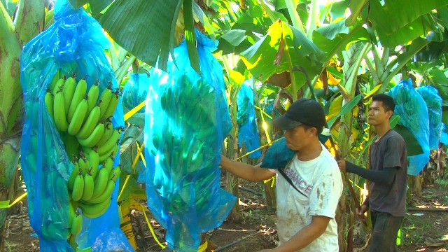 Vùng đất ở Đồng Nai xanh ngăn ngắt nhờ trồng thứ chuối, buồng to lặc lè, quả đẫy đà, nông dân nói điều bất ngờ - Ảnh 1.