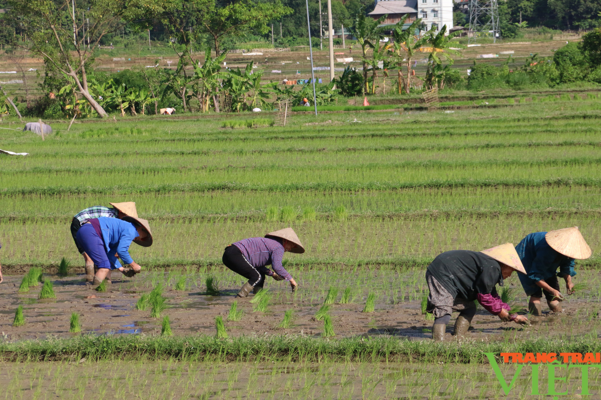 Nông dân huyện Mai Châu: Bảo vệ cây trồng trong điều kiện thời tiết giá rét - Ảnh 1.