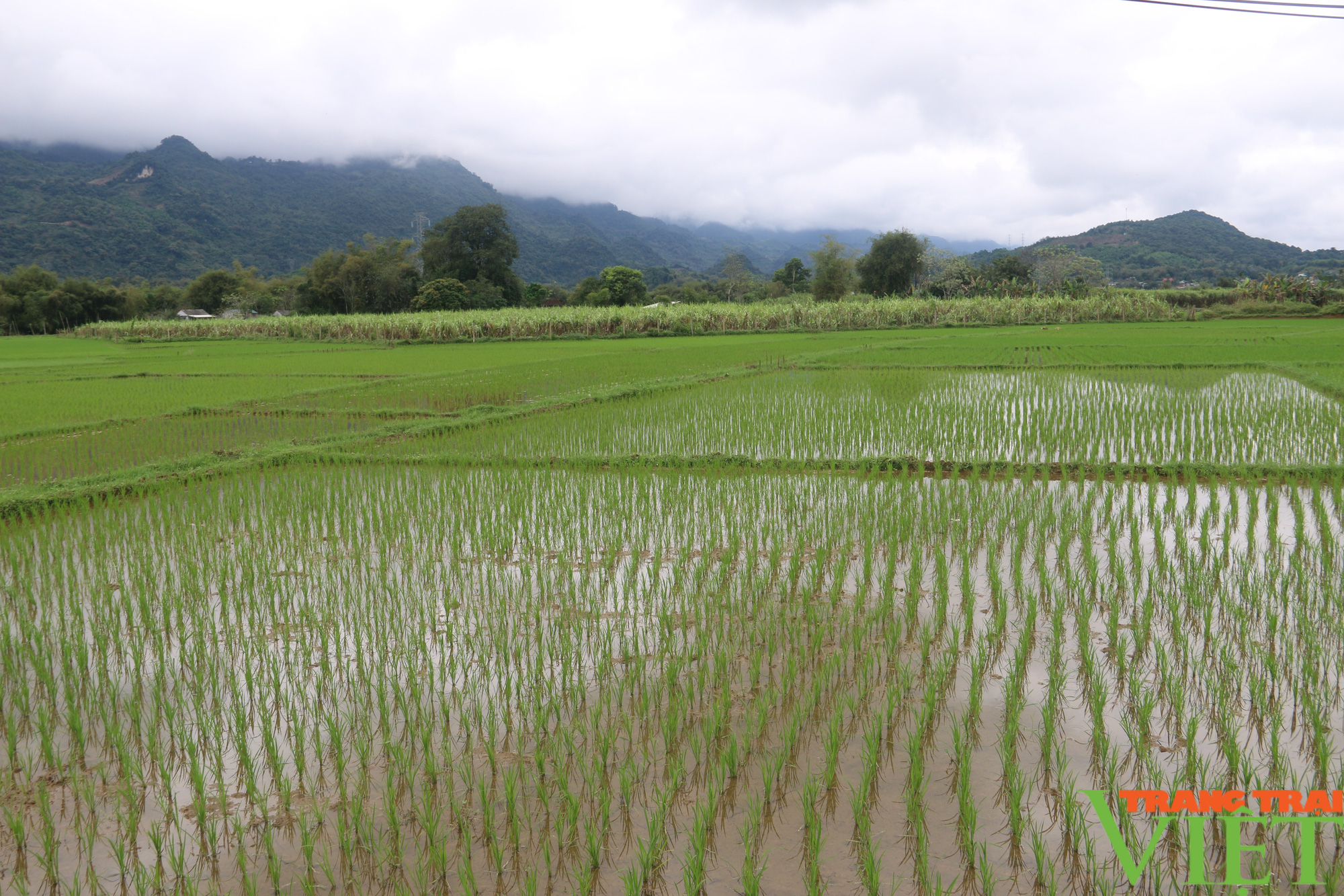 Nông dân huyện Mai Châu: Bảo vệ cây trồng trong điều kiện thời tiết giá rét - Ảnh 3.
