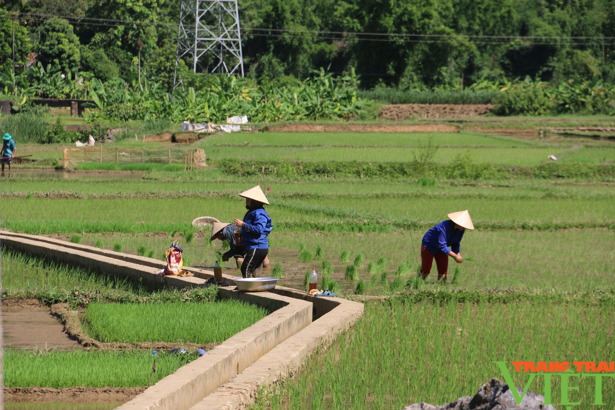 Nông dân huyện Mai Châu: Bảo vệ cây trồng trong điều kiện thời tiết giá rét - Ảnh 2.