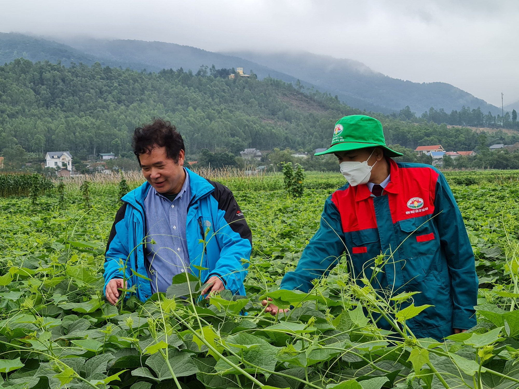 Trồng thứ rau có ngọn mọc tua tủa, làm đủ món xào món nào cũng ngon, bà nông dân cách ngày lại có tiền triệu - Ảnh 2.