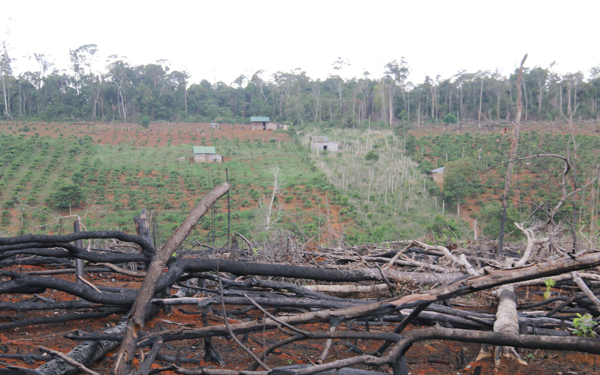 Một viện nghiên cứu lâm nghiệp để mất hơn 2.000 ha rừng ở Đắk Nông