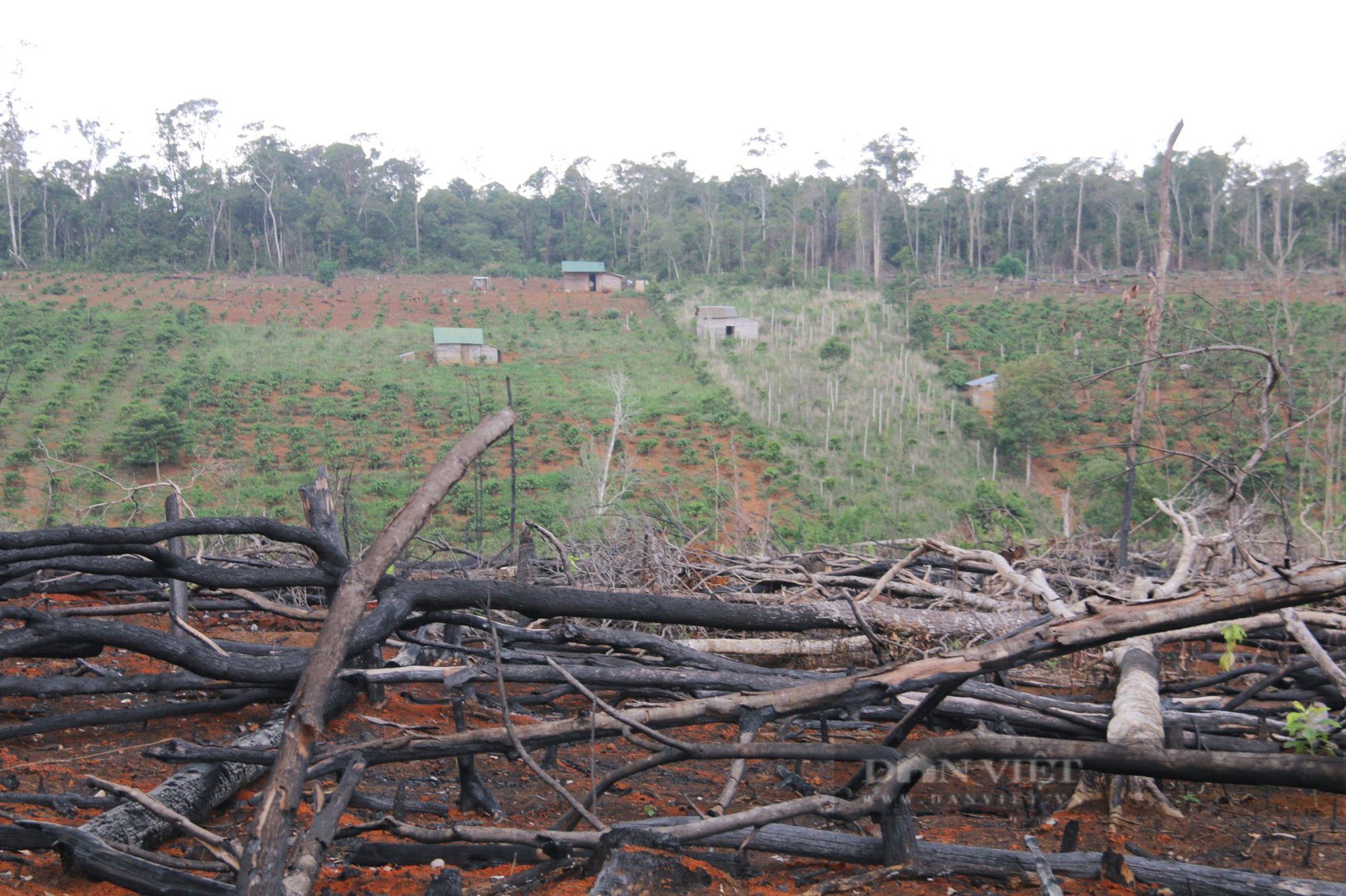Đắk Nông: Buông lỏng quản lý, làm mất hơn 2.000 ha rừng - Ảnh 2.