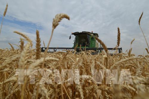 WTO cảnh báo giá lương thực tăng do cuộc khủng hoảng Ukraine - Ảnh 1.