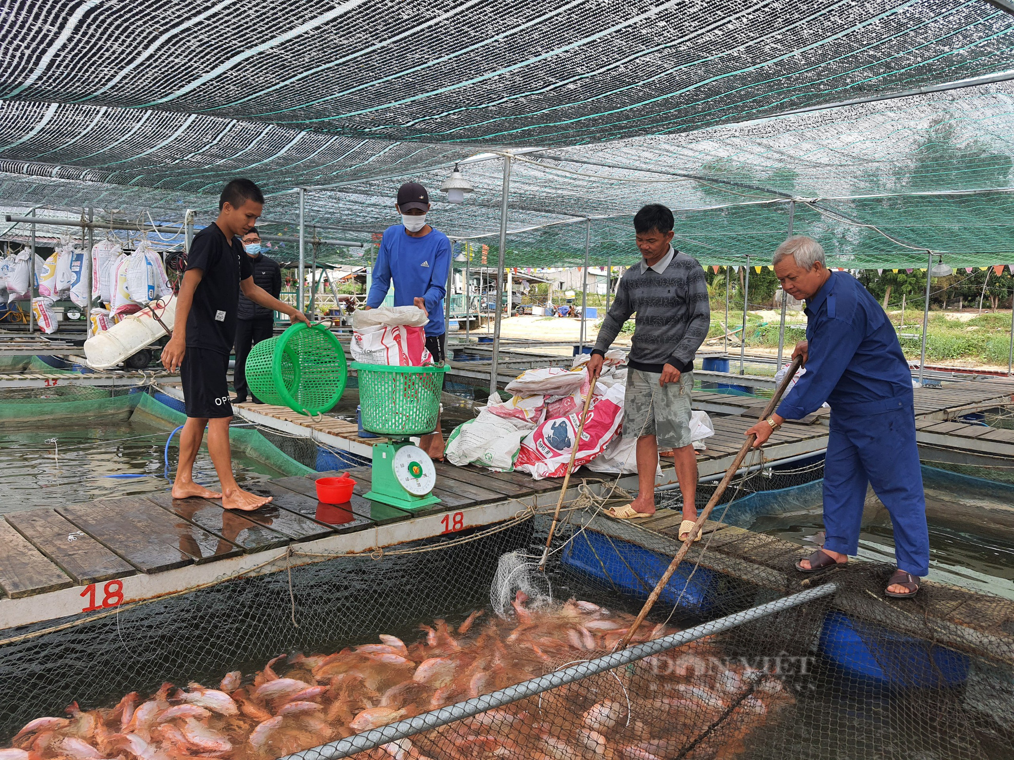 Nông xứ Quảng có cuộc sống “thong thả” nhờ loài cá dễ nuôi - Ảnh 1.