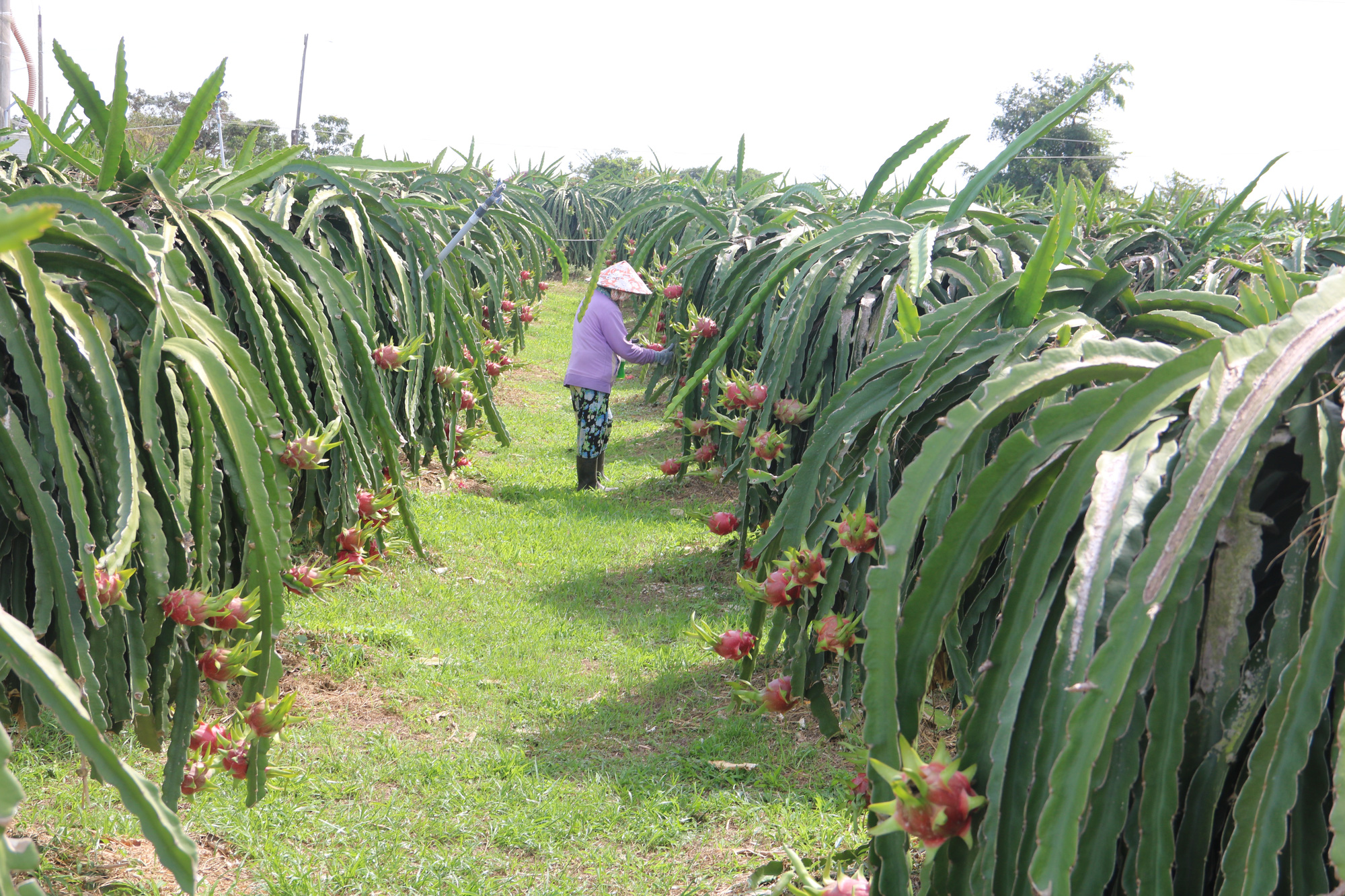 Thanh long nghịch vụ rớt giá thê thảm, đỏ mắt tìm người mua - Ảnh 1.