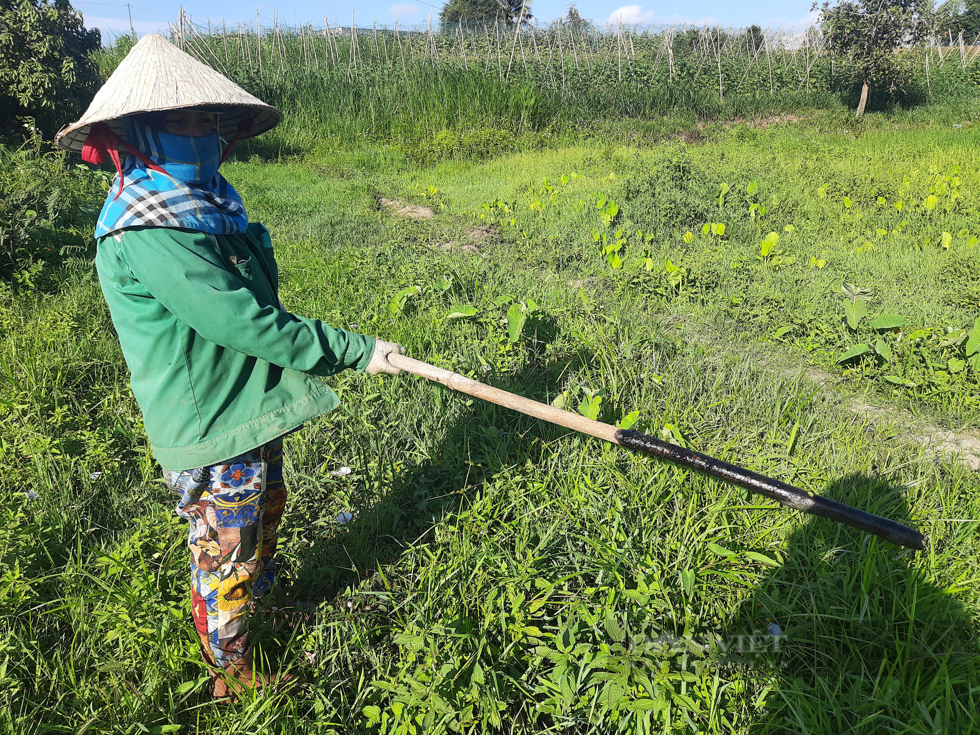 Gia Lai: Dân sống bất an bên nhà máy đường gây ô nhiễm - Ảnh 7.