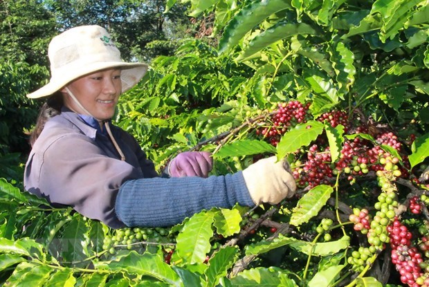 Nhiều dư địa cho cà phê Việt Nam xuất khẩu vào thị trường Algeria  - Ảnh 1.