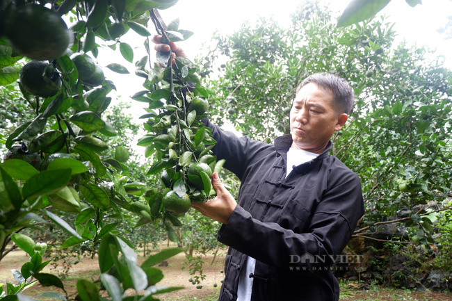 Hà Giang: Trồng na, cam...đặc sản, nhiều mô hình Chi, Tổ Hội nông dân thu tiền tỷ - Ảnh 3.