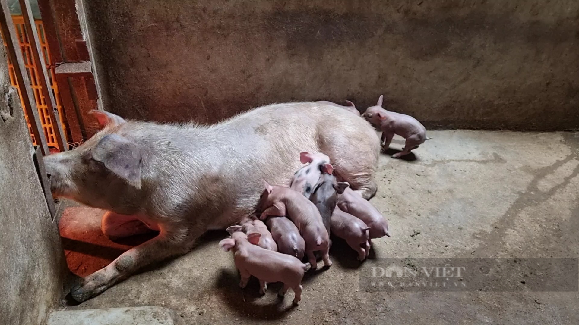 Ôm đống nghề, nông dân Sơn La bỏ túi hàng trăm triệu mỗi năm - Ảnh 5.