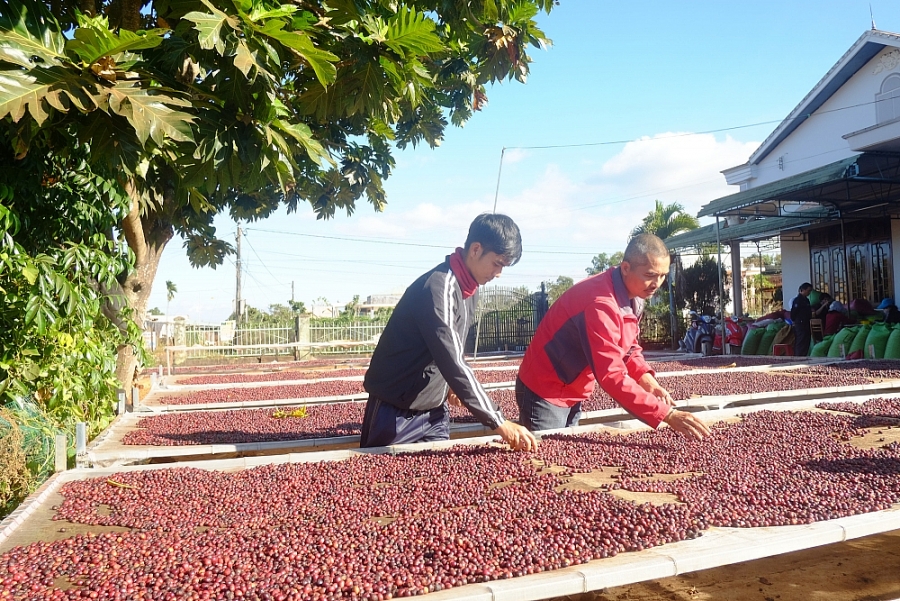 Vì sao cà phê Việt Nam xuất khẩu vào thị trường vô cùng hấp dẫn này lại èo uột? - Ảnh 1.