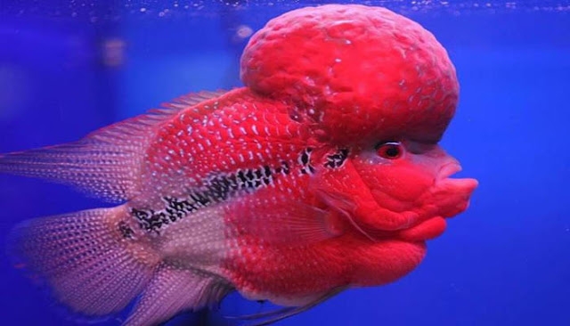 5 loài cá quý hiếm và đắt đỏ bậc nhất Việt Nam: Loài số 1 và số 5 khó phân thắng bại - Ảnh 6.
