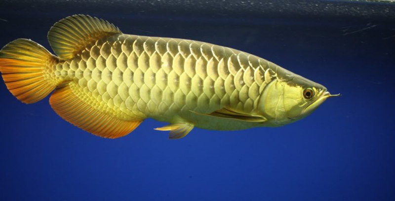 5 loài cá quý hiếm và đắt đỏ bậc nhất Việt Nam: Loài số 1 và số 5 khó phân thắng bại - Ảnh 5.
