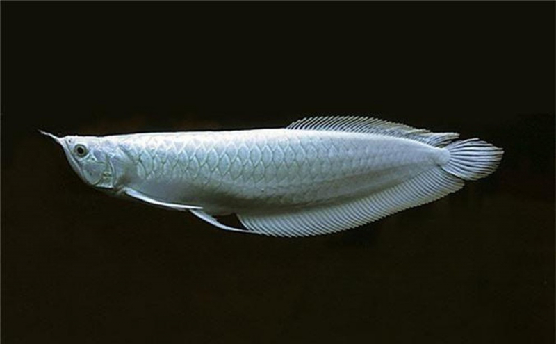 5 loài cá quý hiếm và đắt đỏ bậc nhất Việt Nam: Loài số 1 và số 5 khó phân thắng bại - Ảnh 7.