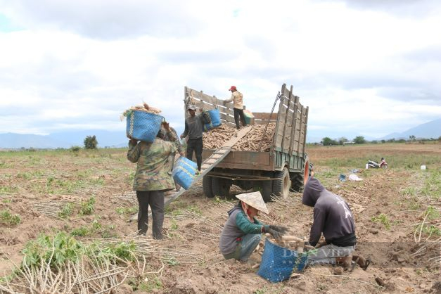 Ninh Thuận: Nông dân lao đao vì giá mì rớt thảm - Ảnh 3.