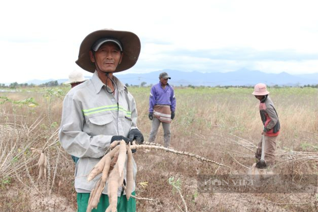 Ninh Thuận: Nông dân lao đao vì giá mì rớt thảm - Ảnh 1.