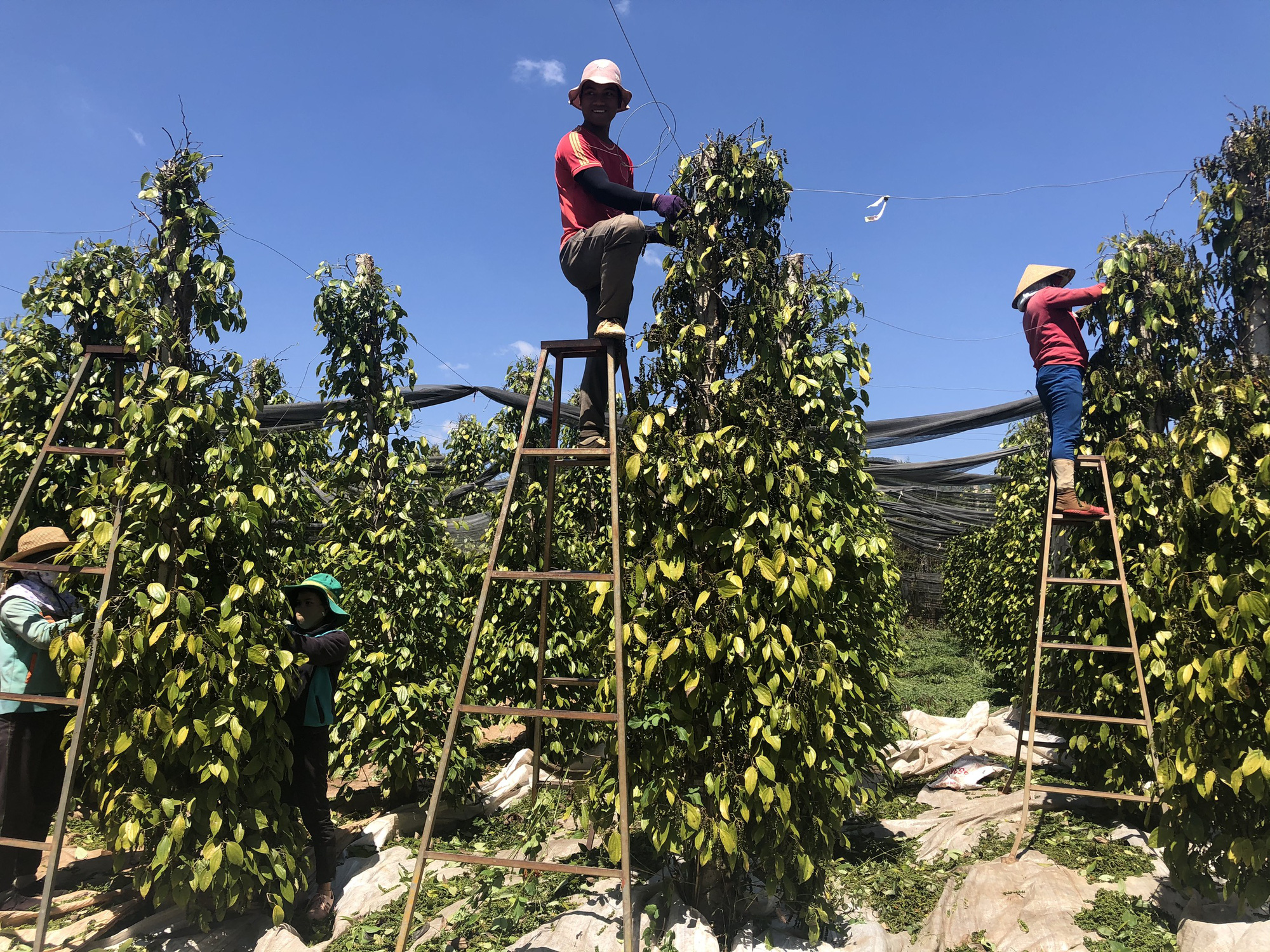 Việt Nam đang là nguồn cung lớn nhất và không thể thay thế một loại hạt cho Mỹ, Trung Quốc  - Ảnh 1.