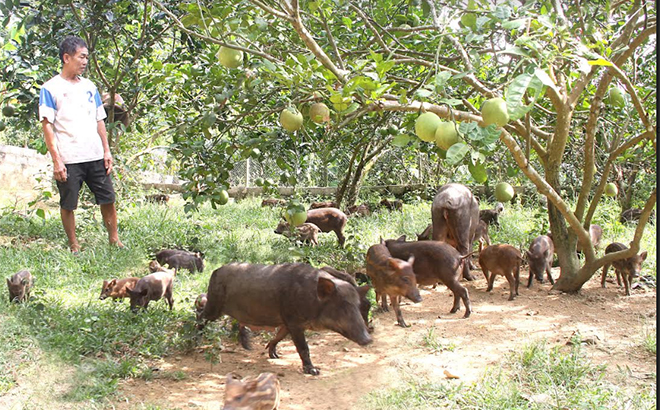 Cử nhân xã hội học về quê Yên Bái nuôi lợn sọc dưa chạy hàng đàn dưới tán bưởi, ai xem cũng trầm trồ - Ảnh 1.