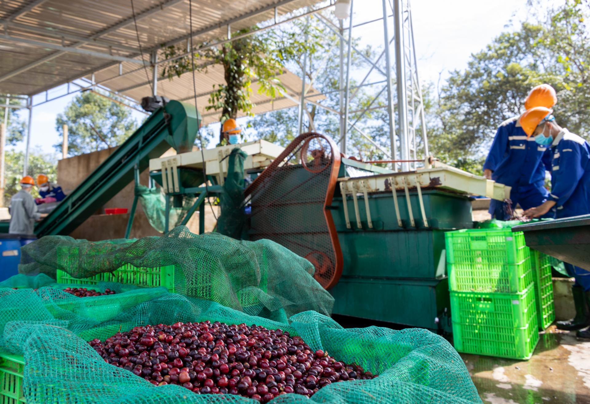 Trồng cà phê Robusta đặc sản bán đắt tiền, cái gì cũng có máy móc, nhưng một công đoạn bắt buộc phải dùng mũi ngửi - Ảnh 5.