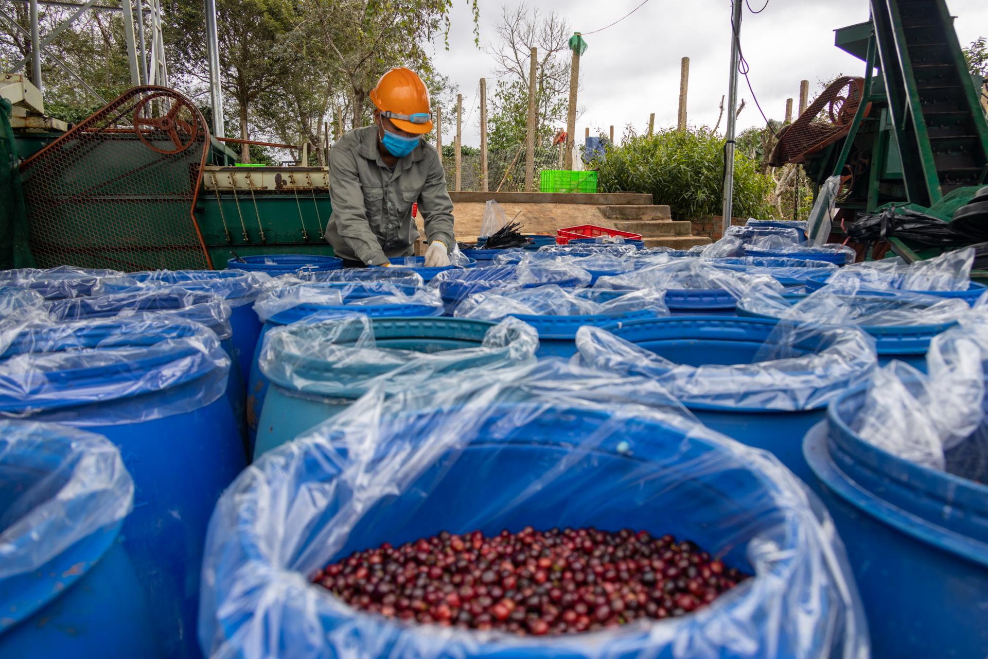 Trồng cà phê Robusta đặc sản bán đắt tiền, cái gì cũng có máy móc, nhưng một công đoạn bắt buộc phải dùng mũi ngửi - Ảnh 6.