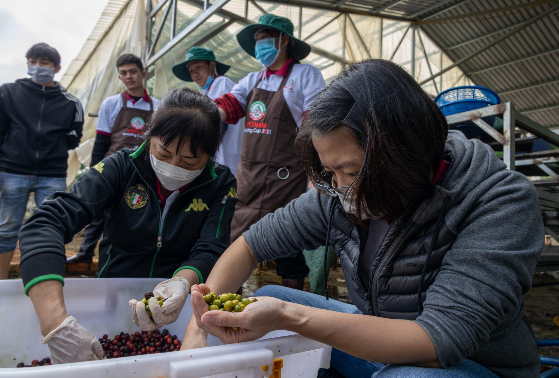 Trồng cà phê Robusta đặc sản bán đắt tiền, cái gì cũng có máy móc, nhưng một công đoạn bắt buộc phải dùng mũi ngửi - Ảnh 1.