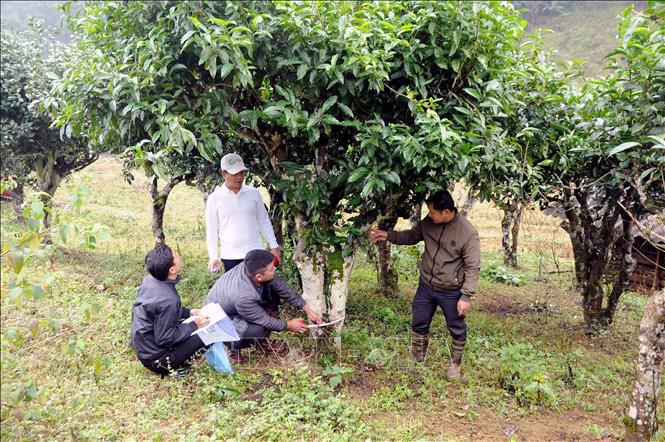 Triển vọng từ cây chè Shan Tuyết cổ thụ - Ảnh 2.