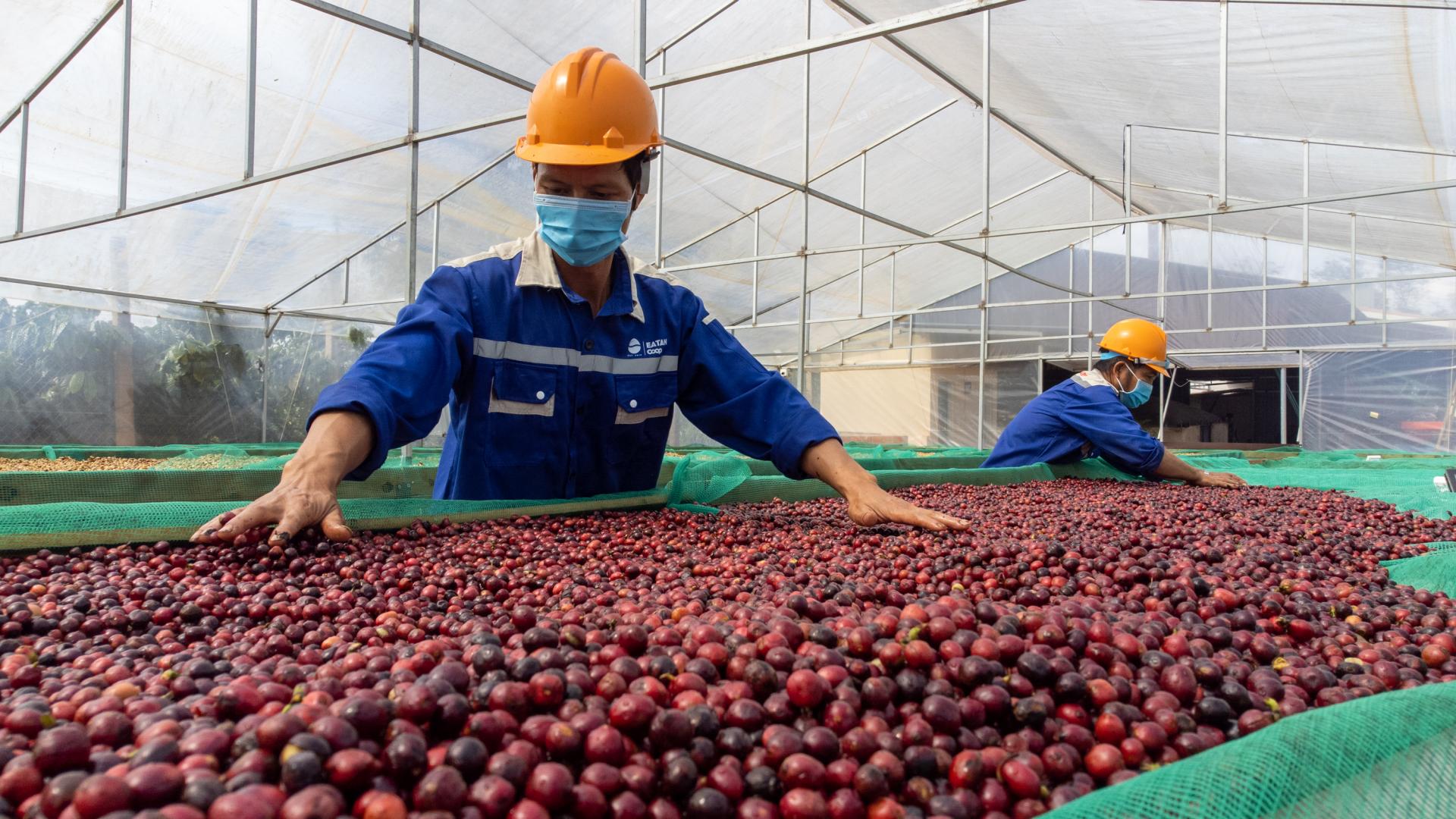 Trồng cà phê Robusta đặc sản bán đắt tiền, cái gì cũng có máy móc, nhưng một công đoạn bắt buộc phải dùng mũi ngửi - Ảnh 9.