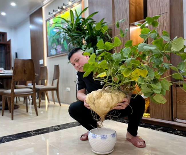 Cây cảnh trưng Tết độc nhất vô nhị ở Việt Nam mà Tết 2022 không nhà nào có, là cây gì? - Ảnh 3.