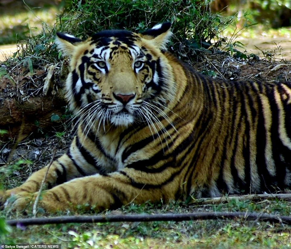 Hé lộ loạt ảnh về loài hổ quý hiếm tại Ấn Độ  - Ảnh 11.