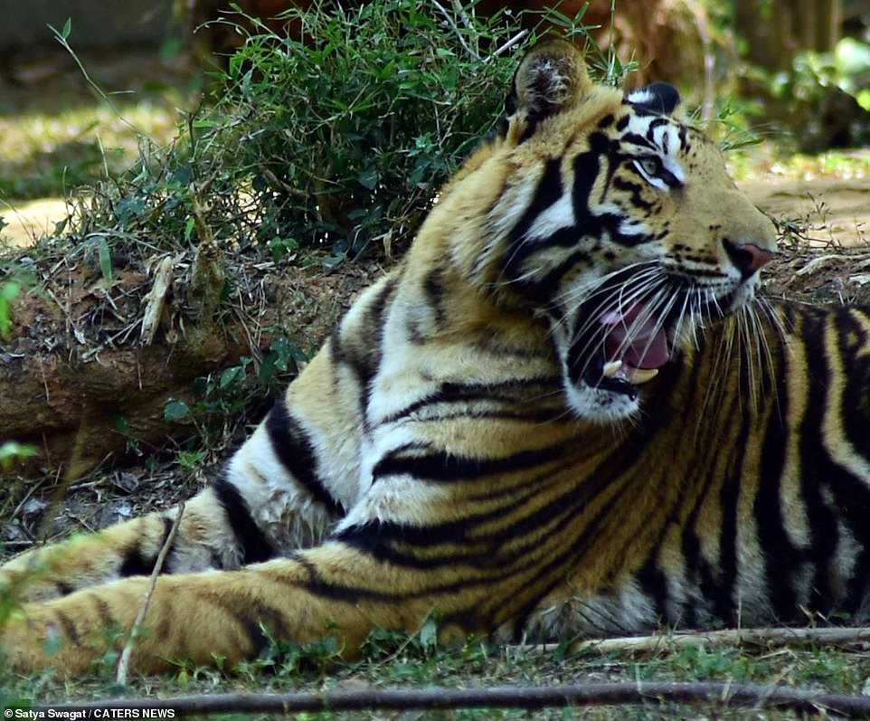 Hé lộ loạt ảnh về loài hổ quý hiếm tại Ấn Độ  - Ảnh 7.