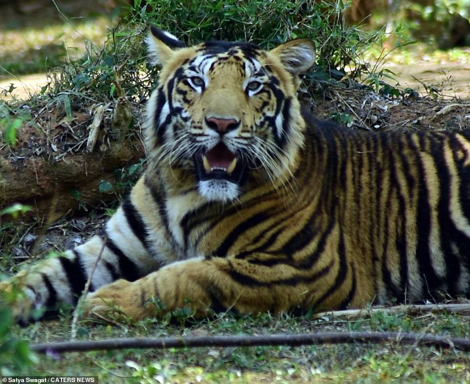 Hé lộ loạt ảnh về loài hổ quý hiếm tại Ấn Độ  - Ảnh 4.