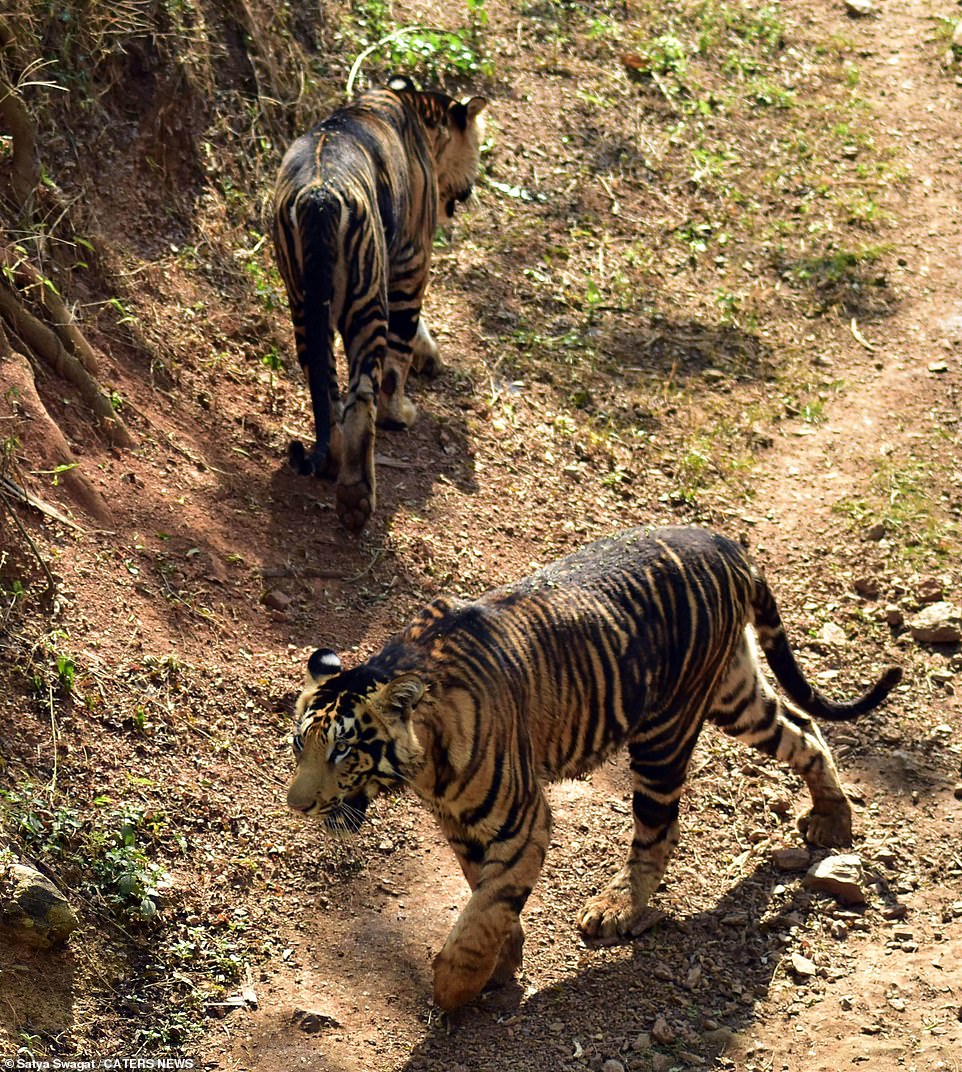 Hé lộ loạt ảnh về loài hổ quý hiếm tại Ấn Độ  - Ảnh 3.