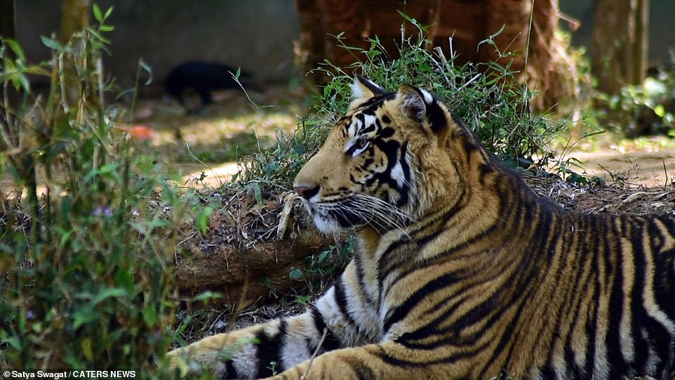 Hé lộ loạt ảnh về loài hổ quý hiếm tại Ấn Độ  - Ảnh 10.