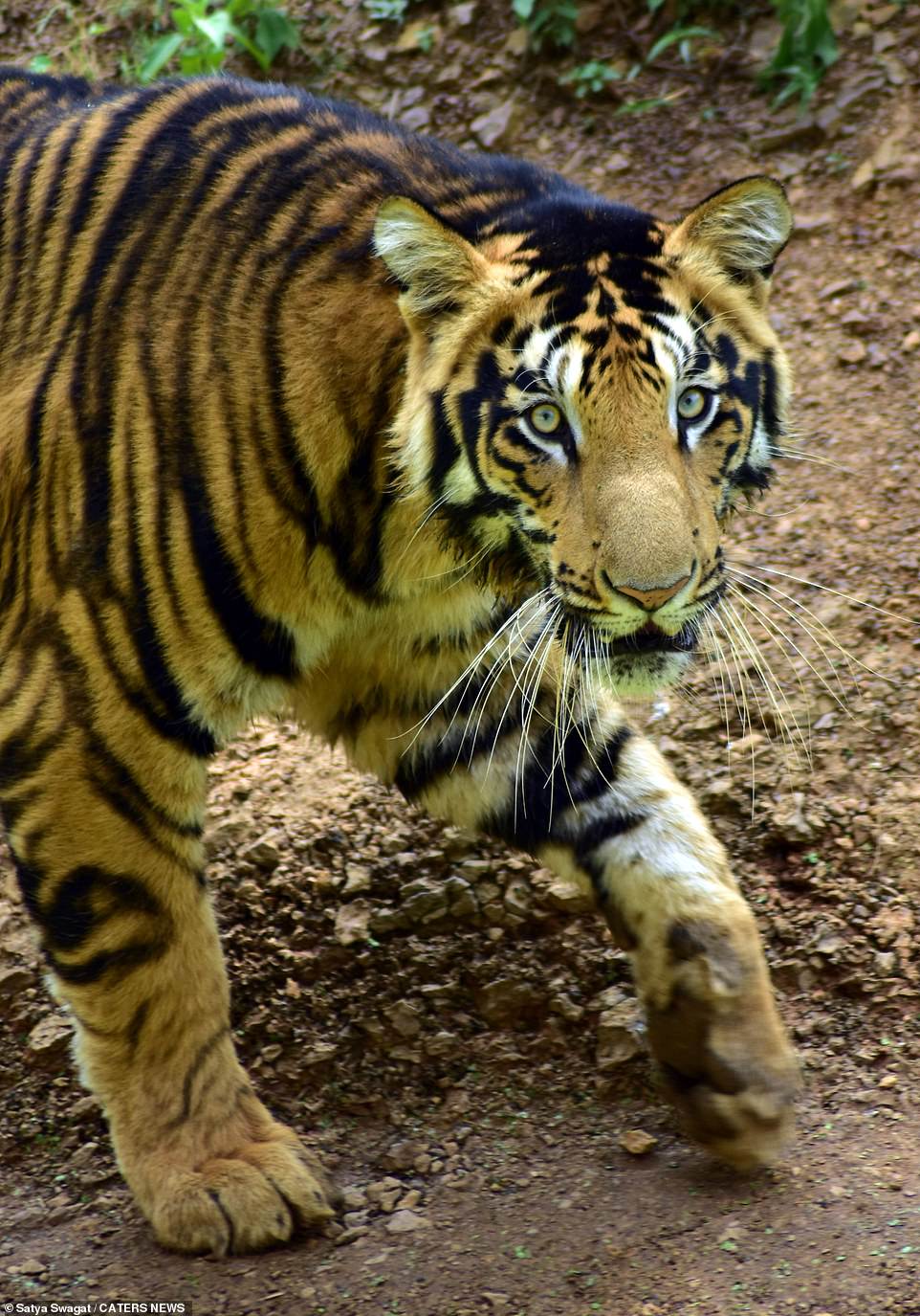 Hé lộ loạt ảnh về loài hổ quý hiếm tại Ấn Độ  - Ảnh 9.