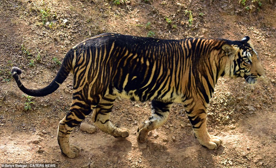 Hé lộ loạt ảnh về loài hổ quý hiếm tại Ấn Độ  - Ảnh 2.